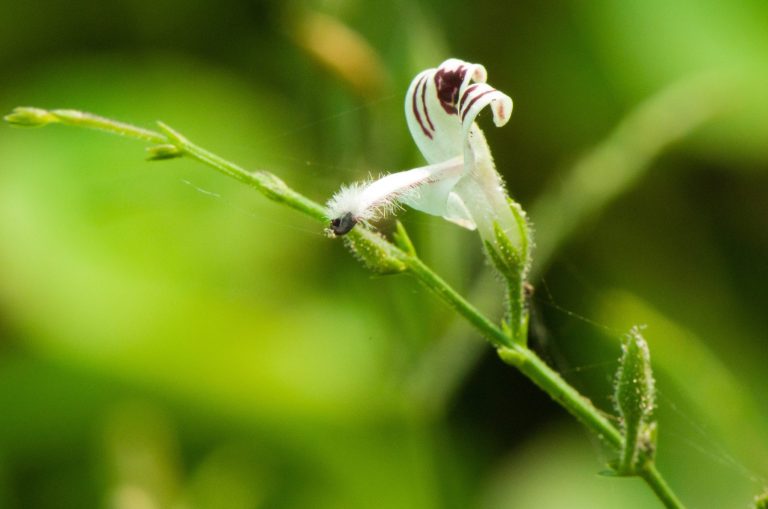 Ayurveda and immunity: Thriving the Ayurvedic way