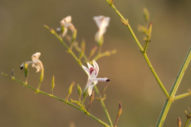 Andrographis (Andrographis paniculata): Benefits, Uses, Safety | Herbal ...