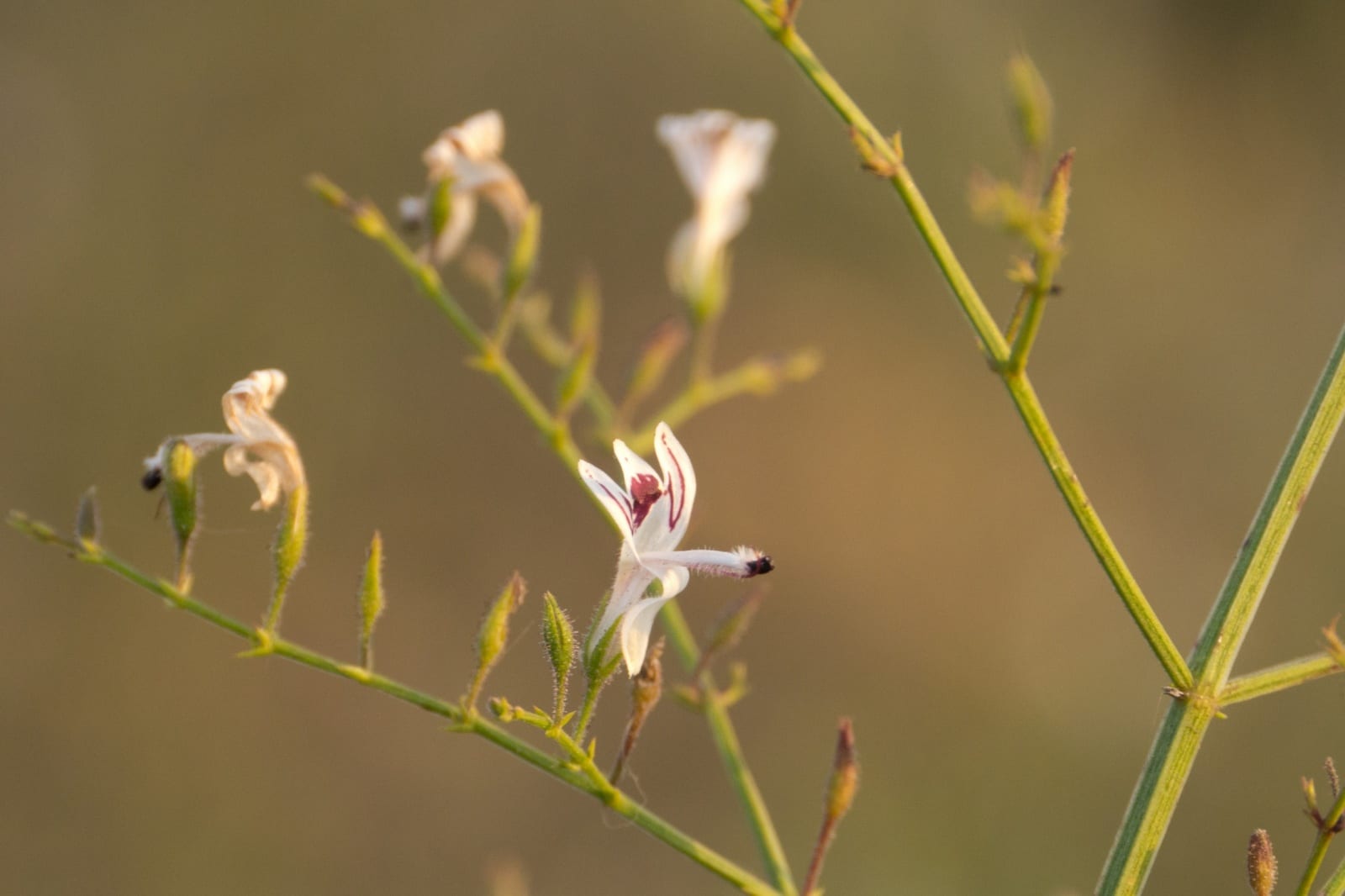 Andrographis (Andrographis paniculata)