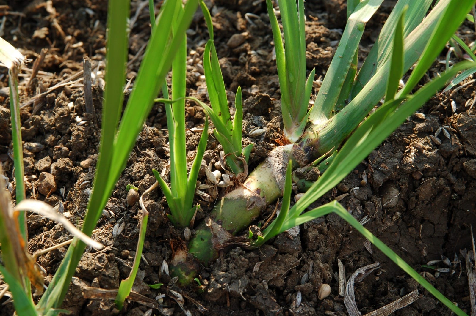 Sweet flag Herbal Reality