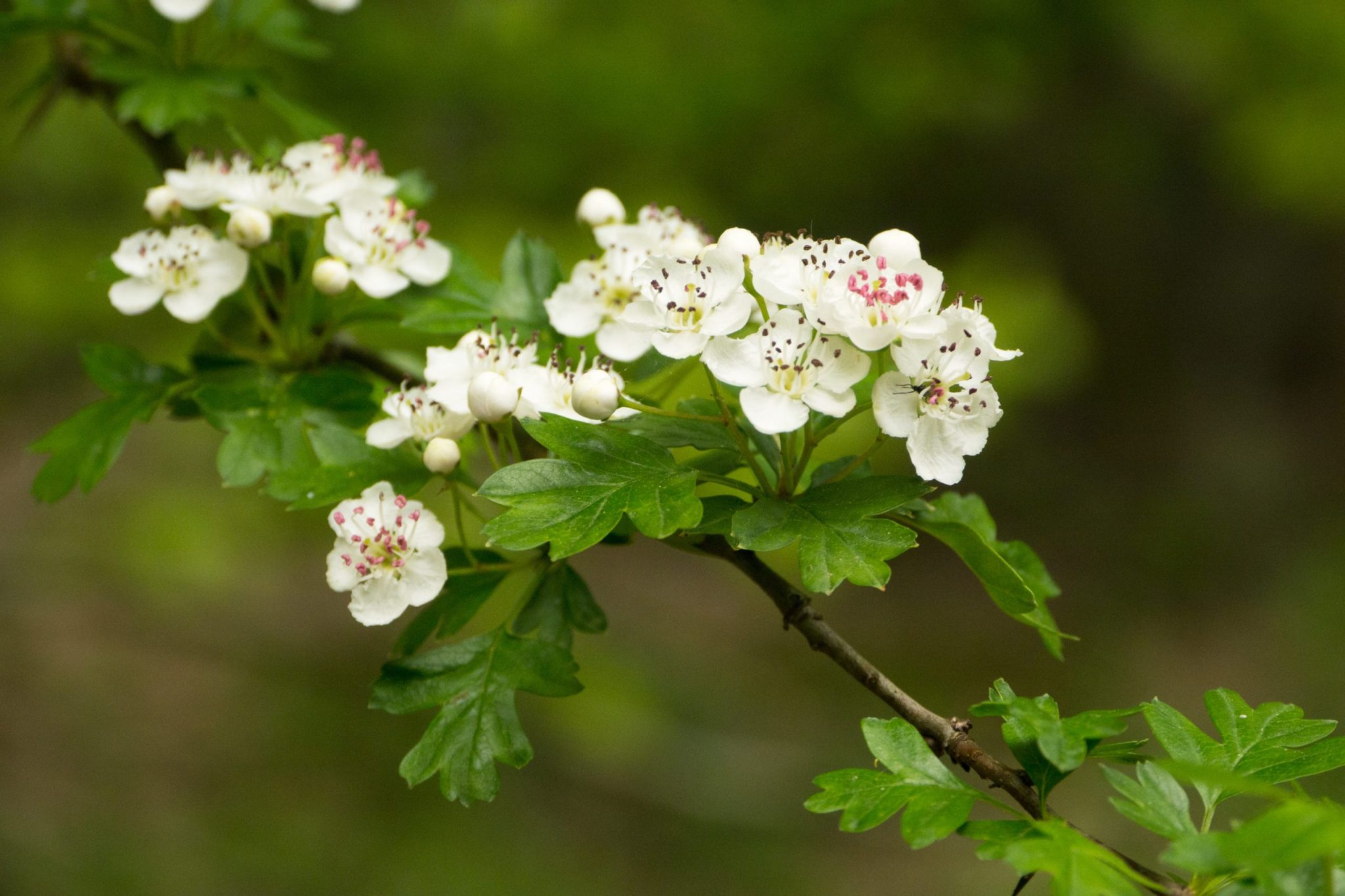 Hawthorn Herbal Reality