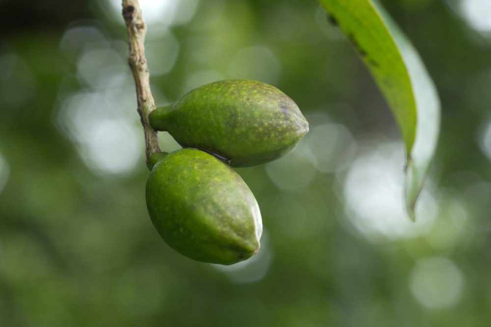 Haritaki (Terminalia chebula)