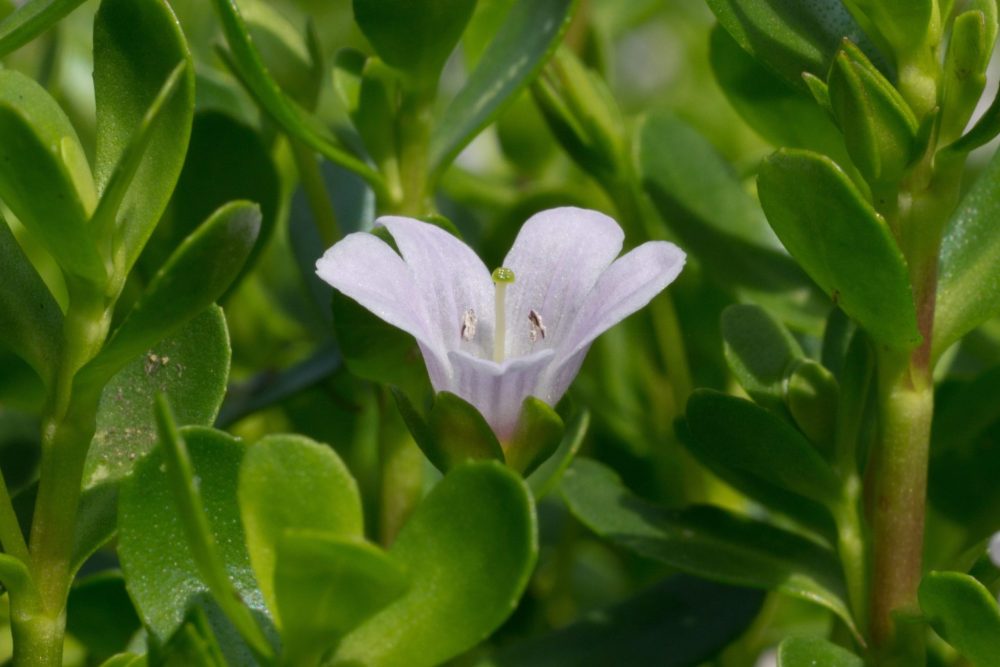 Brahmi (Bacopa monnieri)