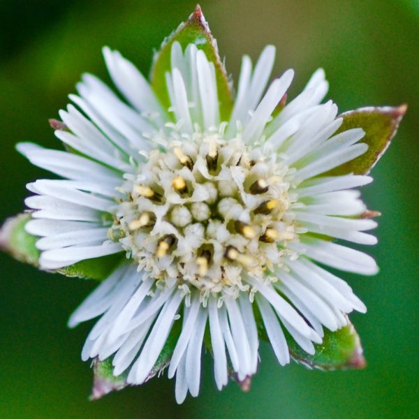 Bhringaraj (Eclipta alba)