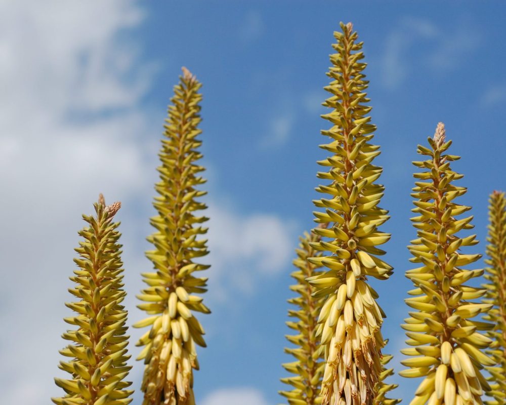 Aloe vera (Aloe vera)