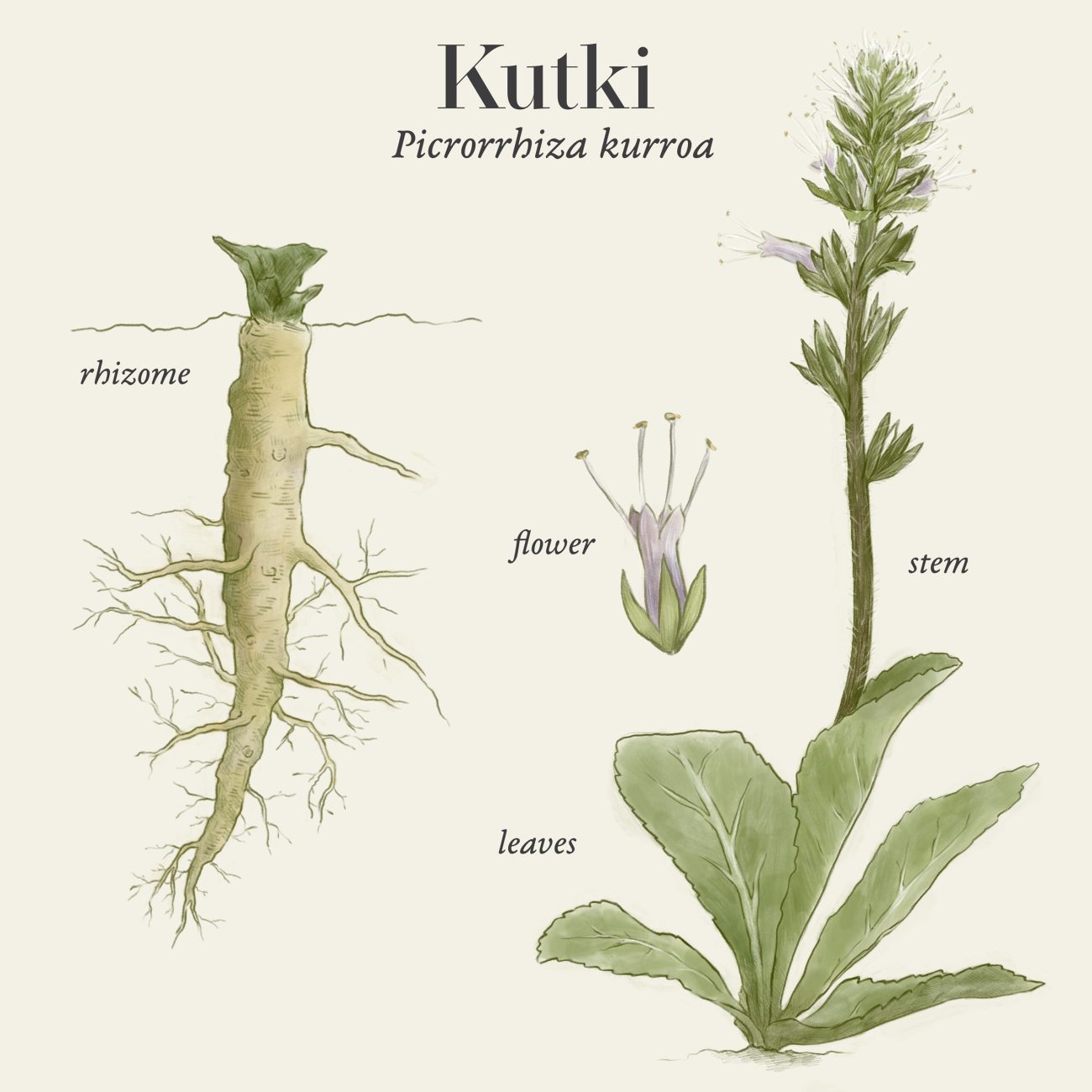 Kutki (Picrorrhiza kurroa)