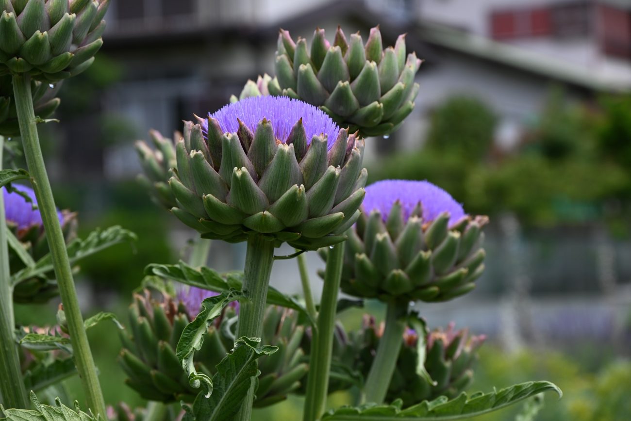 Globe artichoke (Cynara scolymus)