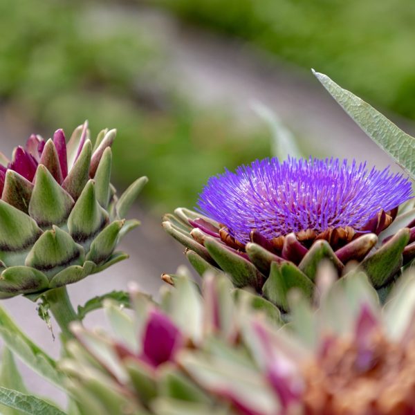 Globe artichoke (Cynara scolymus)