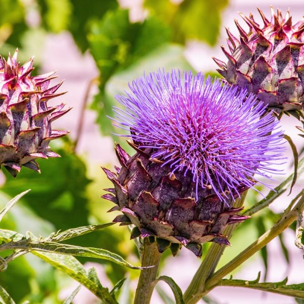 Globe artichoke (Cynara scolymus)