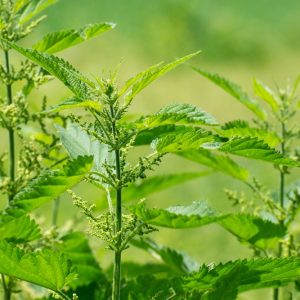 Nettle (Urtica dioica)
