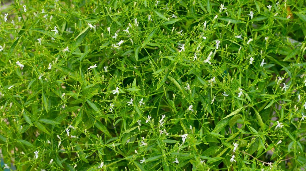 Andrographis (Andrographis paniculata)