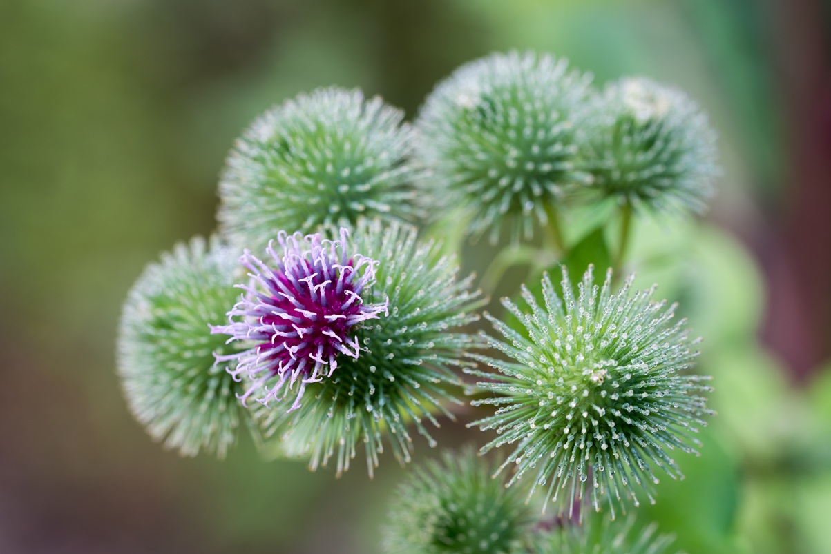 Burdock (Arctium lappa)