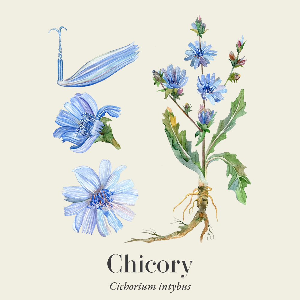 Chicory (Cichorium intybus)