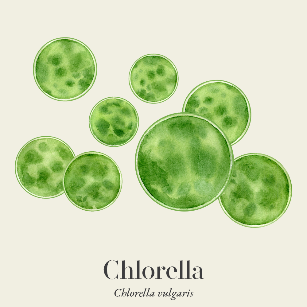 Chlorella (Chlorella vulgaris)
