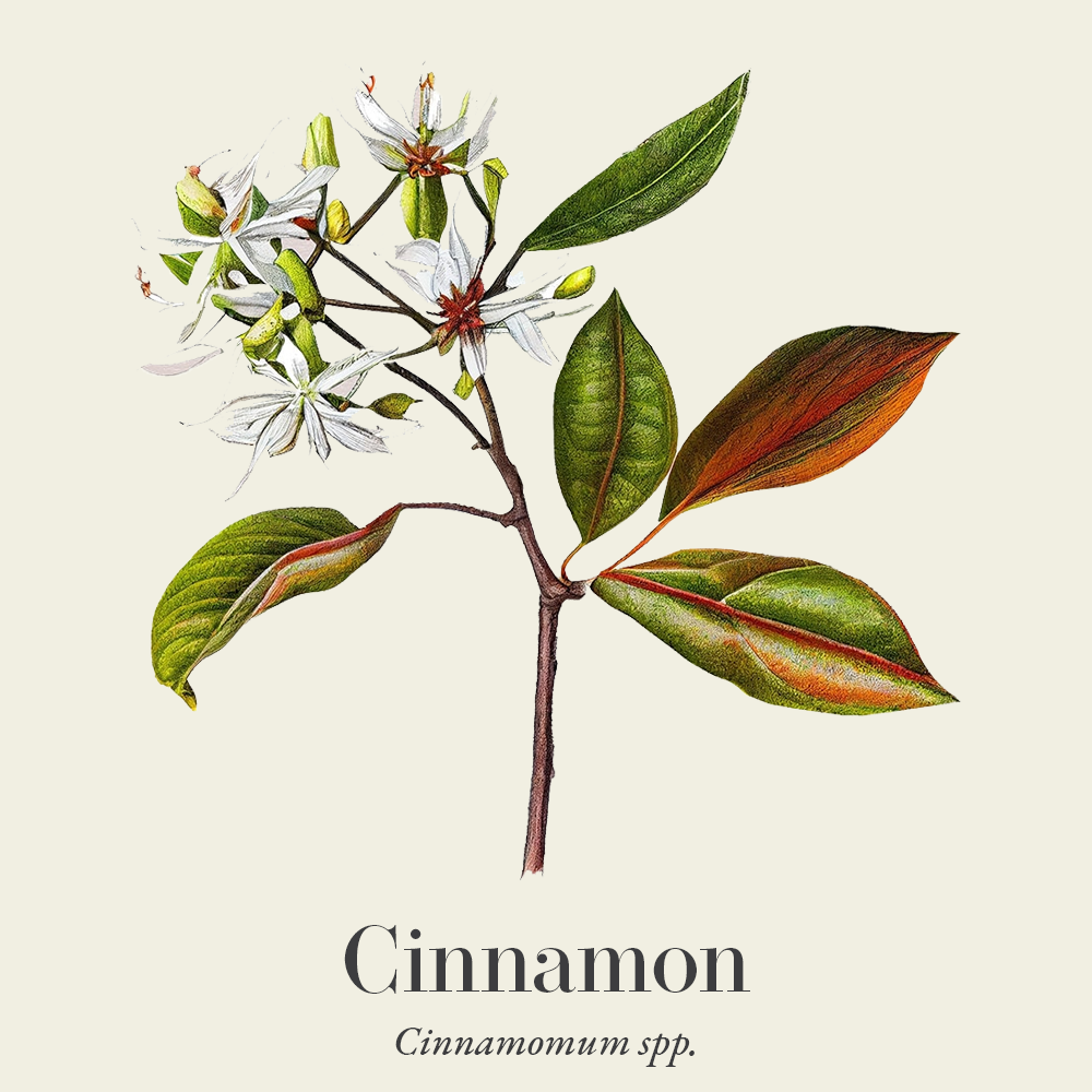 Cinnamon (Cinnamomum spp.)