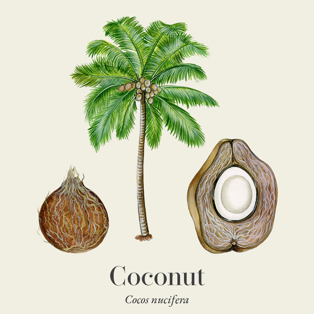 Coconut (Cocos nucifera)