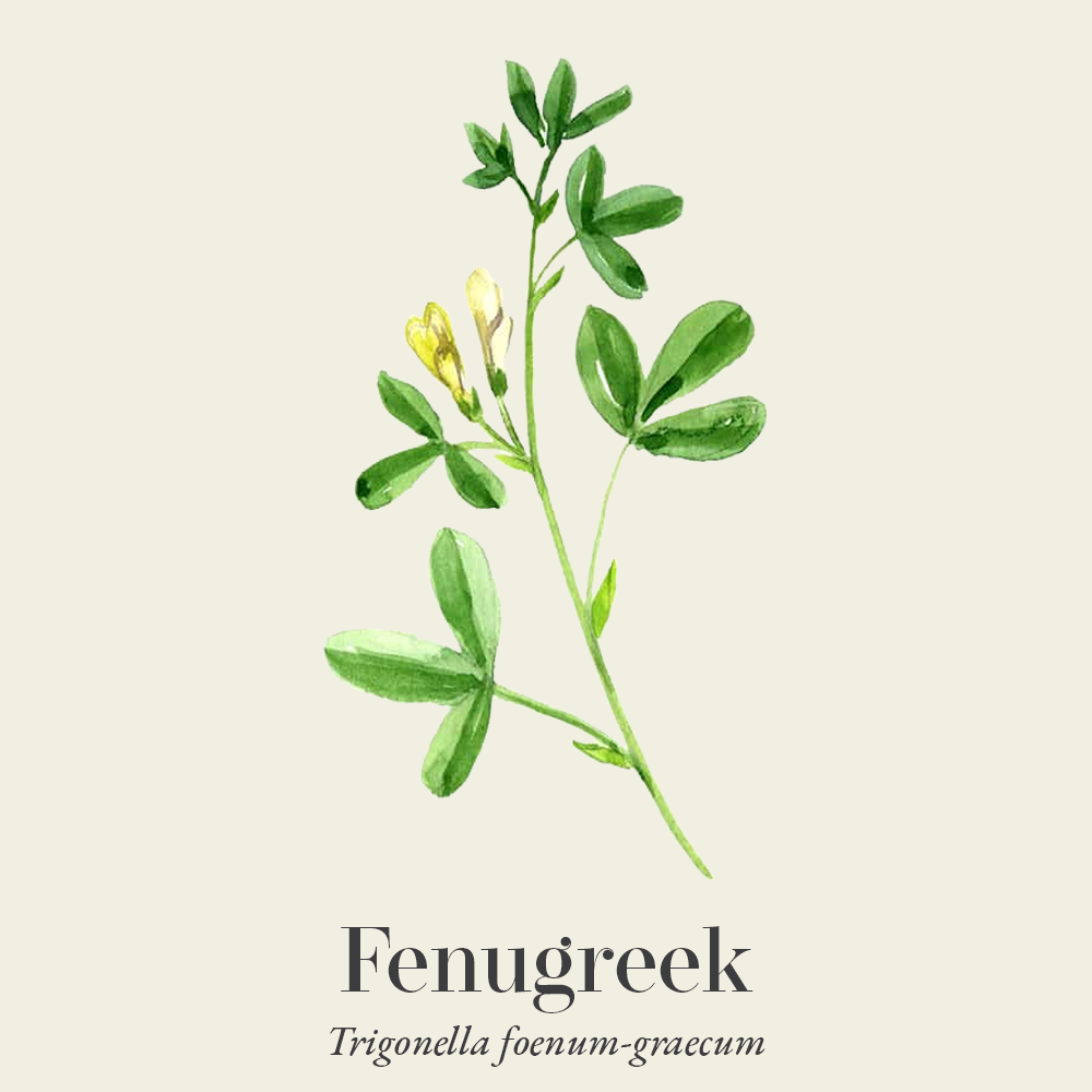 Fenugreek (Trigonella foenum-graecum)