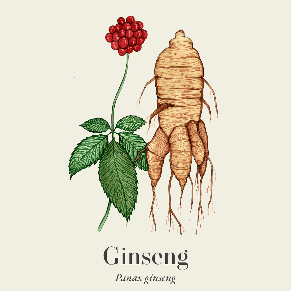 Ginseng (Panax ginseng)