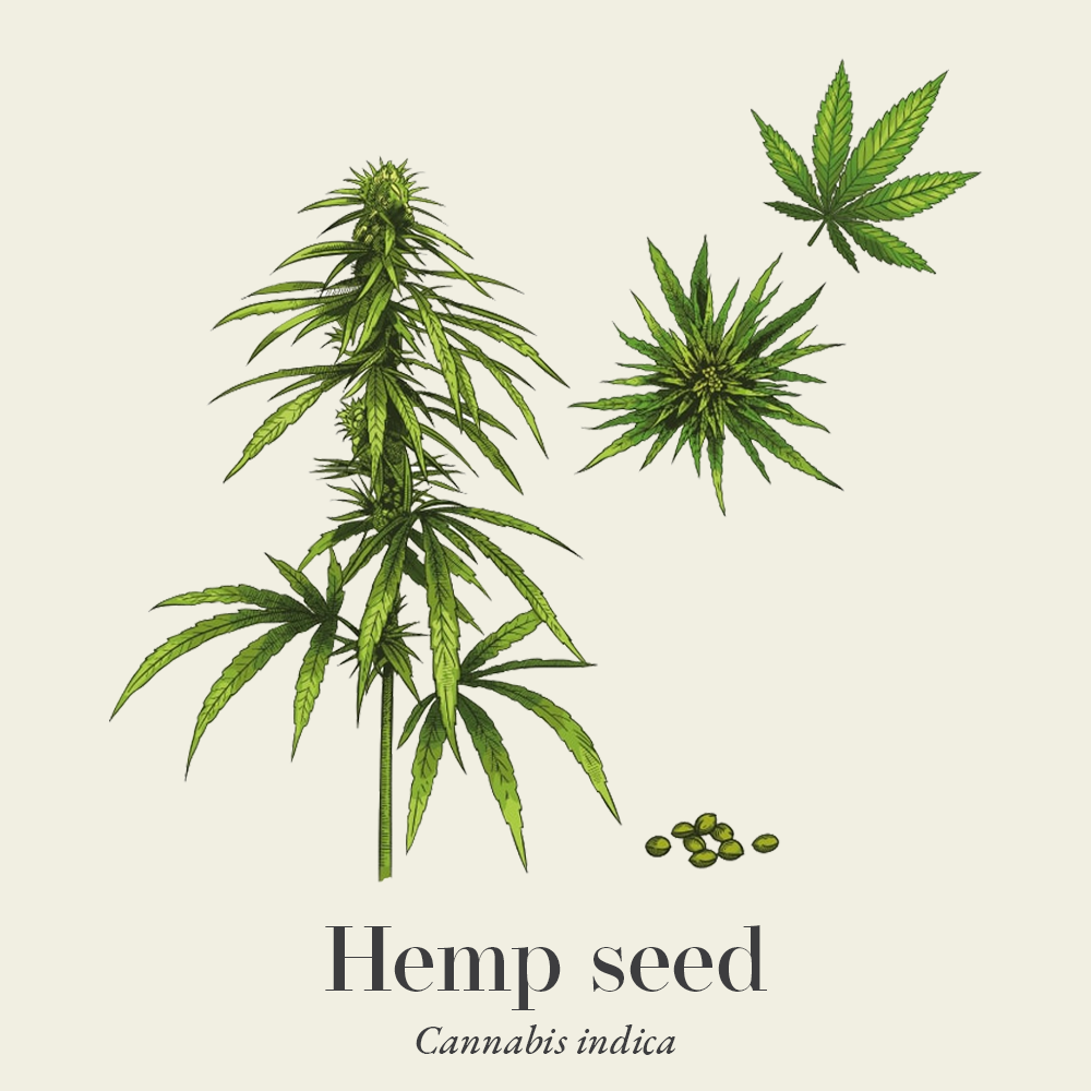 Hemp Seed (Cannabis indica): Benefits, Safety, Uses | Herbal Reality