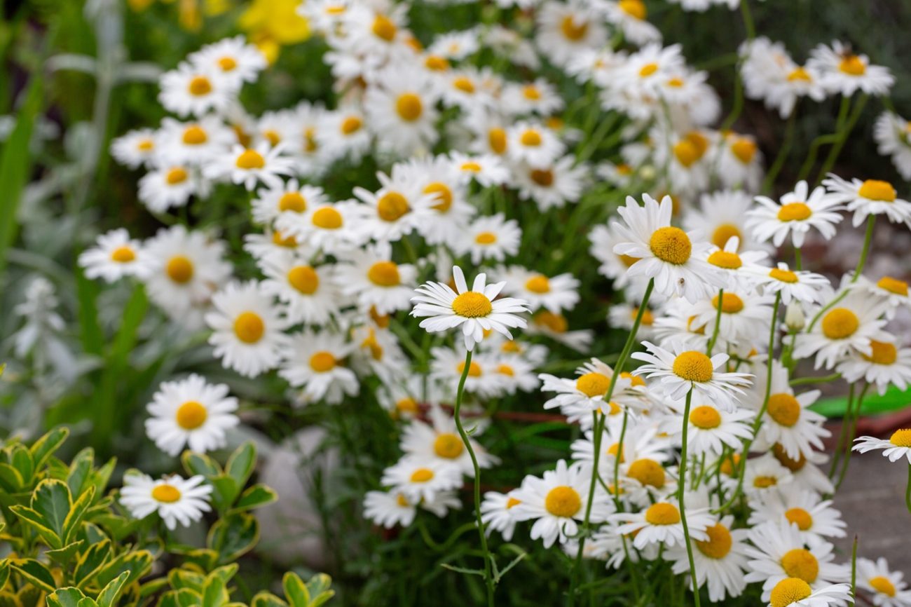 Chamomile (Matricaria chamomilla)