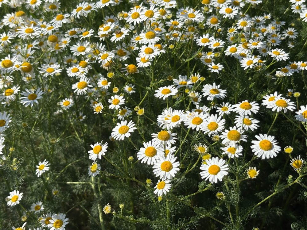 Chamomile (Matricaria chamomilla)