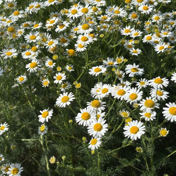 Chamomile (Matricaria chamomilla)