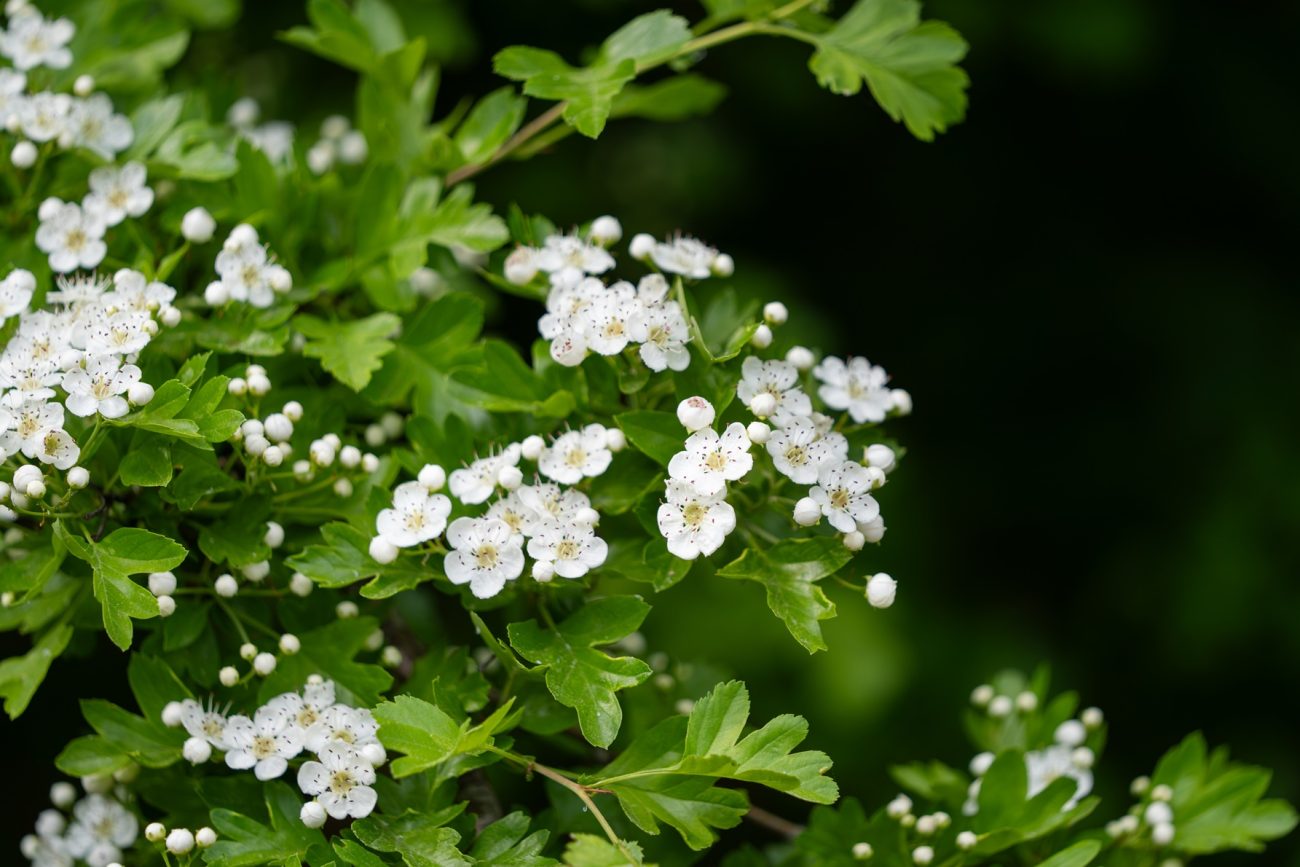 Hawthorn (Crataegus spp.)