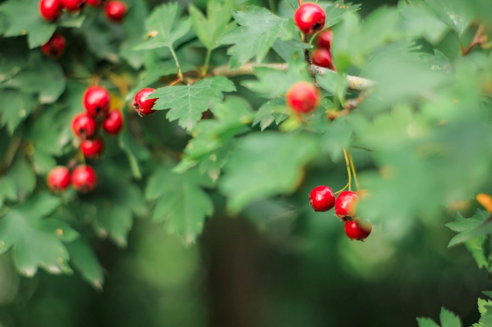 Hawthorn (Crataegus spp.)