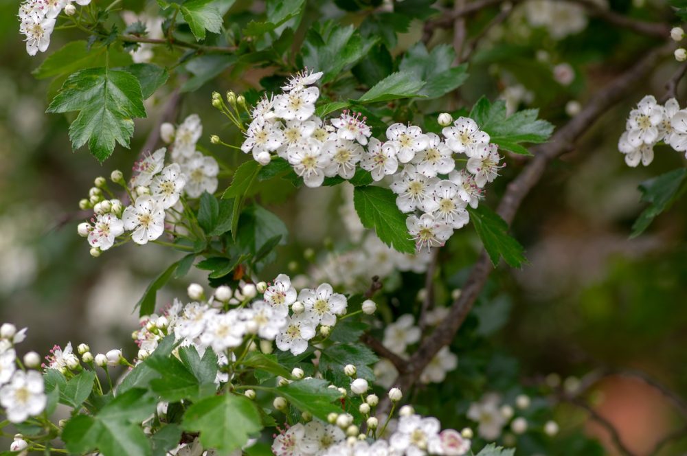 Hawthorn (Crataegus spp.)