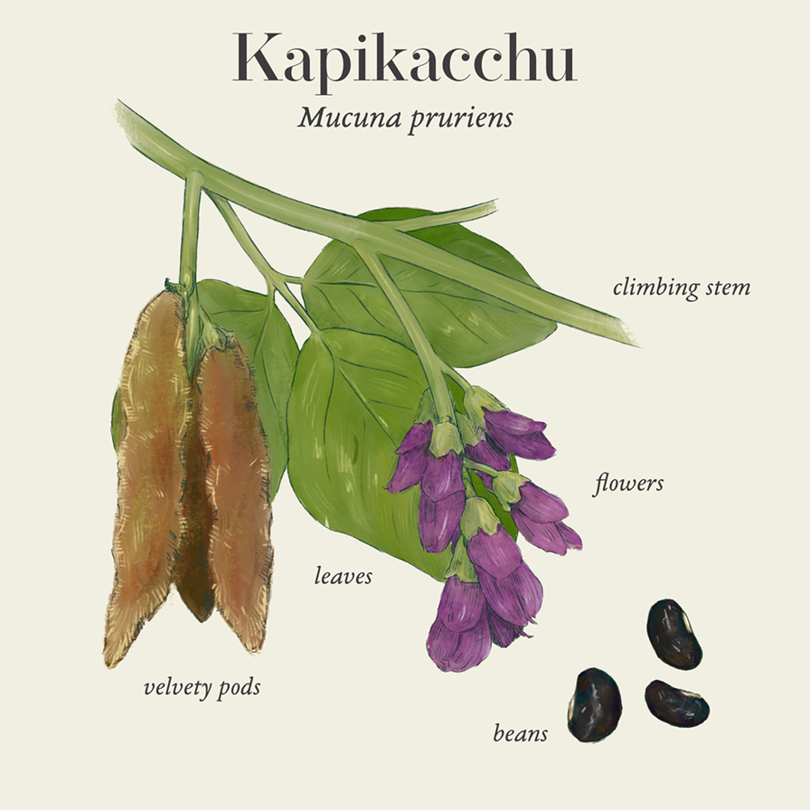 Kapikacchu (Mucuna pruriens)