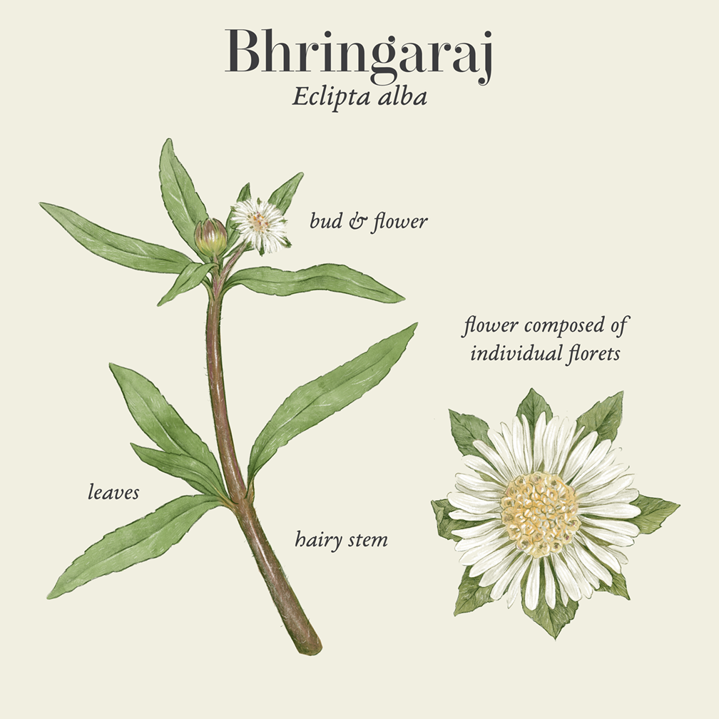 Bhringaraj (Eclipta alba)