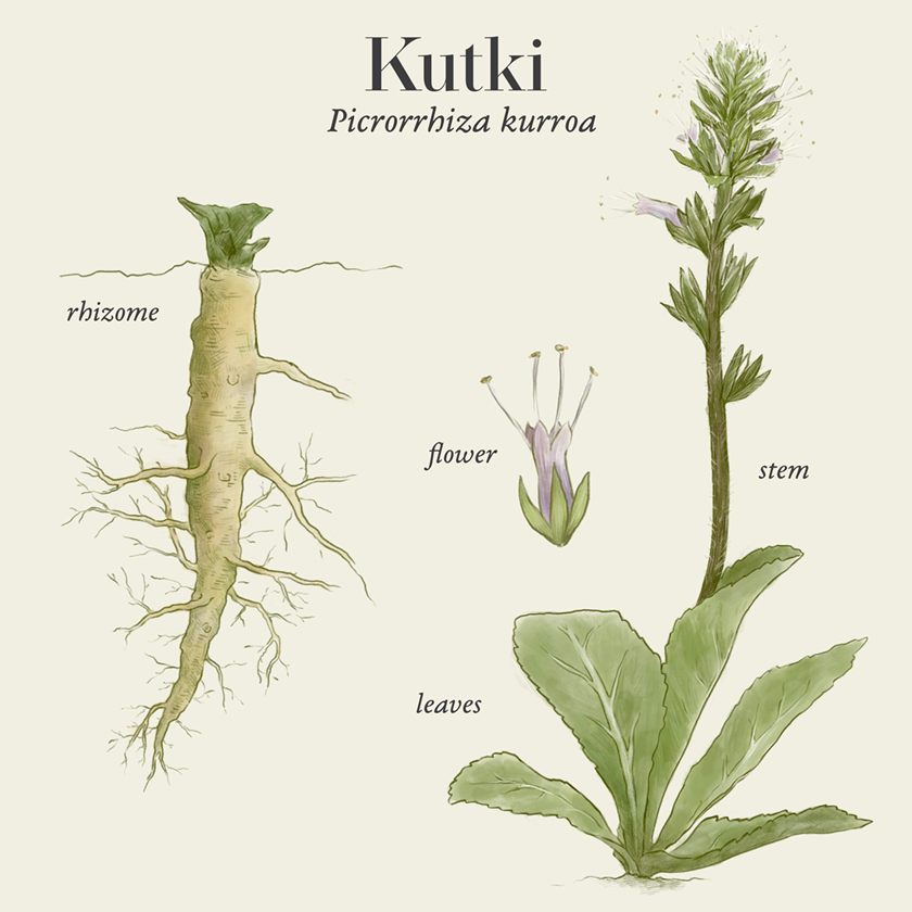 Kutki (Picrorrhiza kurroa)