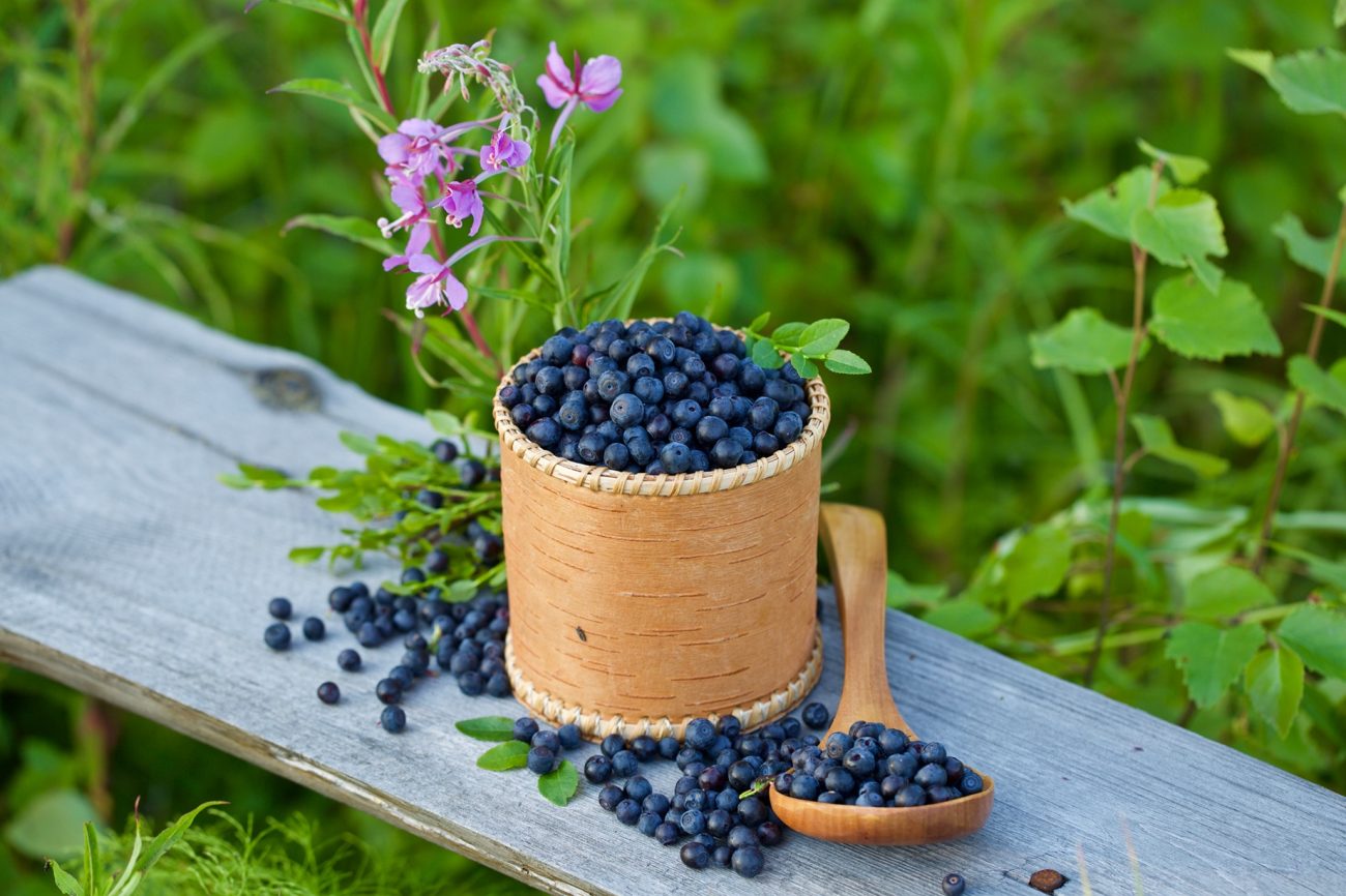 Bilberry (Vaccinium myrtillus)