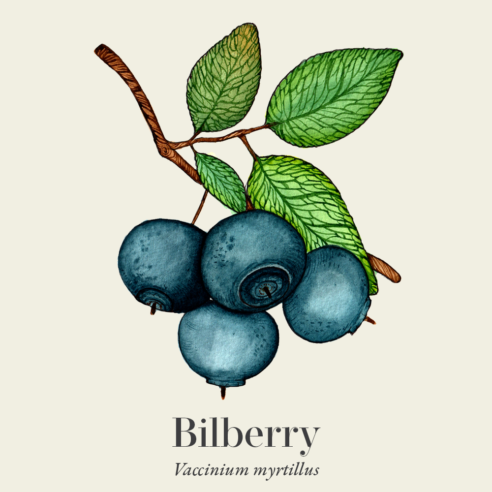 Bilberry (Vaccinium myrtillus)