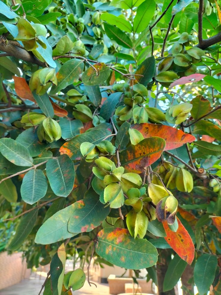 Arjuna (Terminalia arjuna)