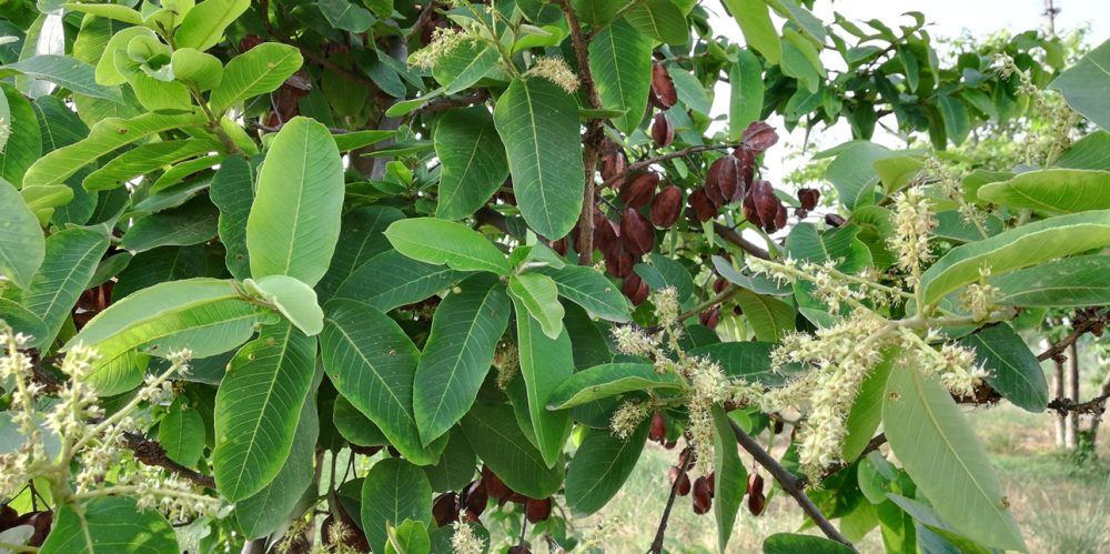 Arjuna (Terminalia arjuna)