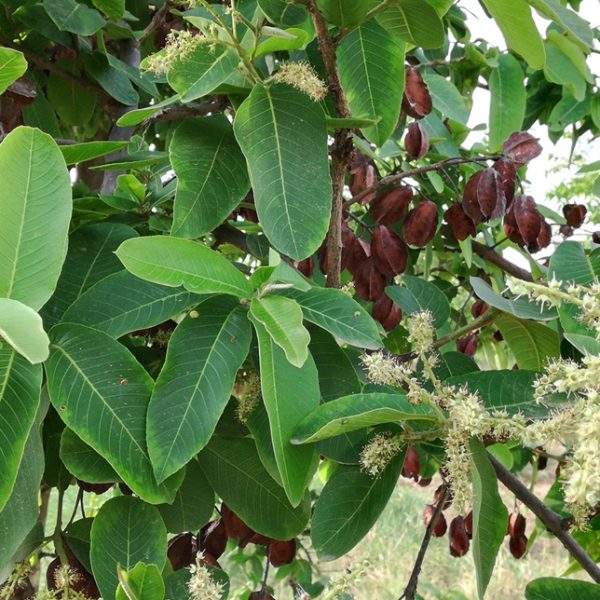 Arjuna (Terminalia arjuna)