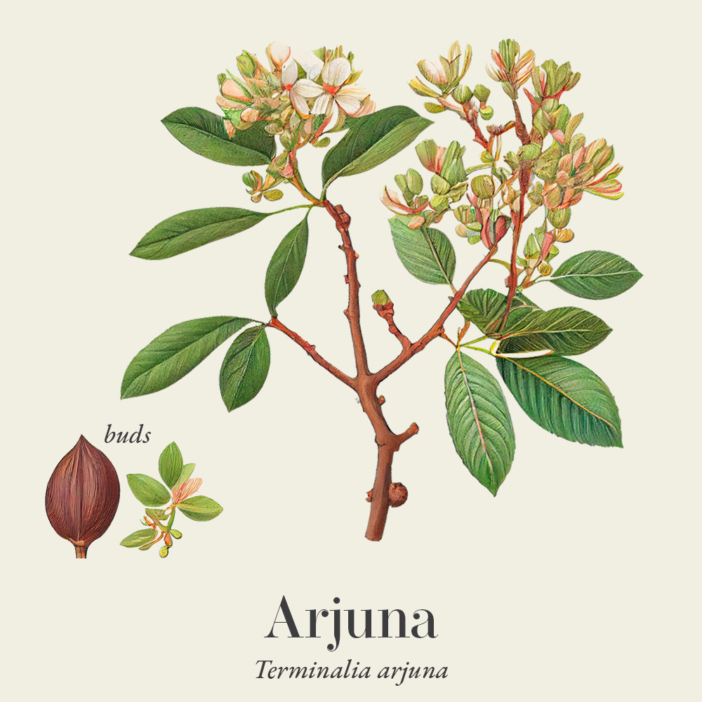 Arjuna (Terminalia arjuna)