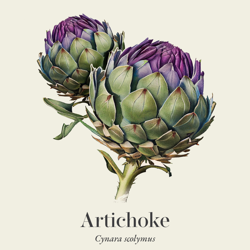 Artichoke (Cynara scolymus)
