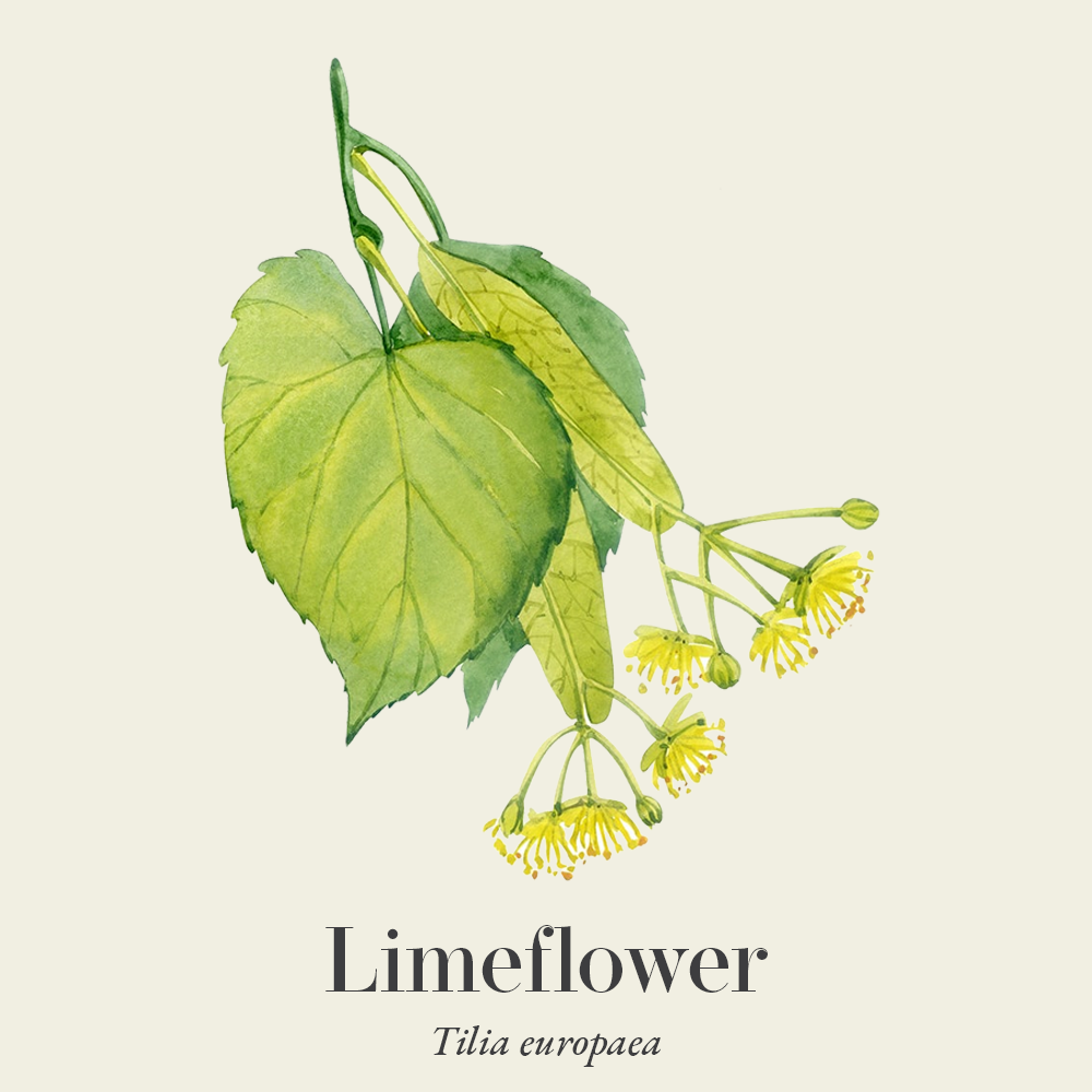 Limeflower (Tilia europaea)