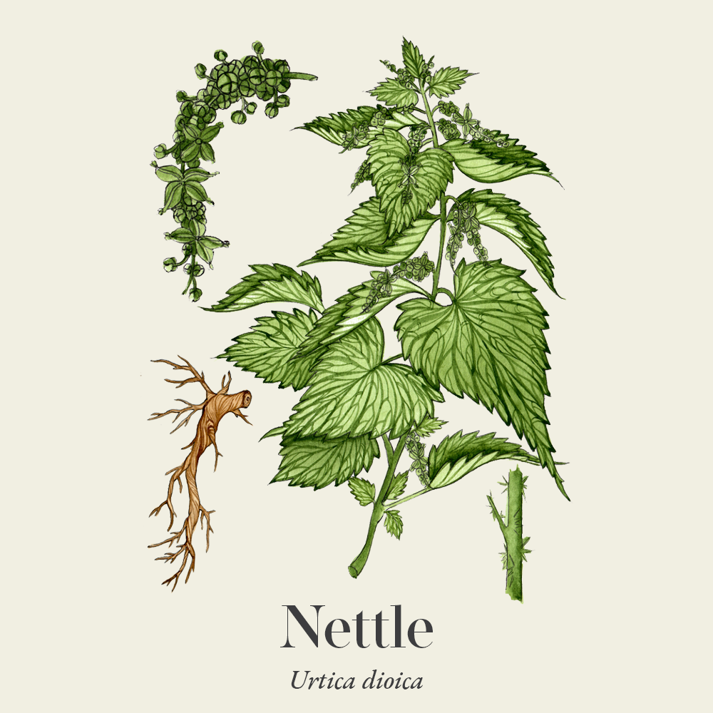 Nettle (Urtica dioica)