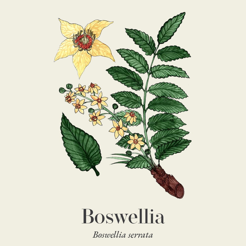 Boswellia (Boswellia serrata)