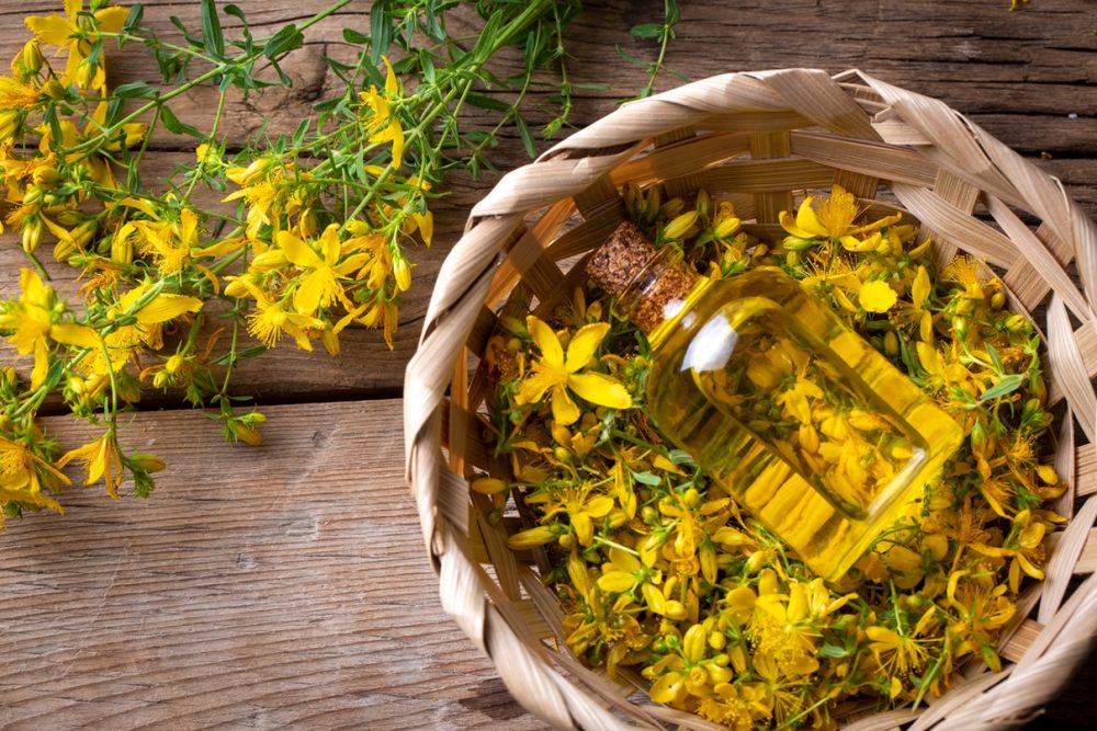 St John's wort (Hypericum perforatum)
