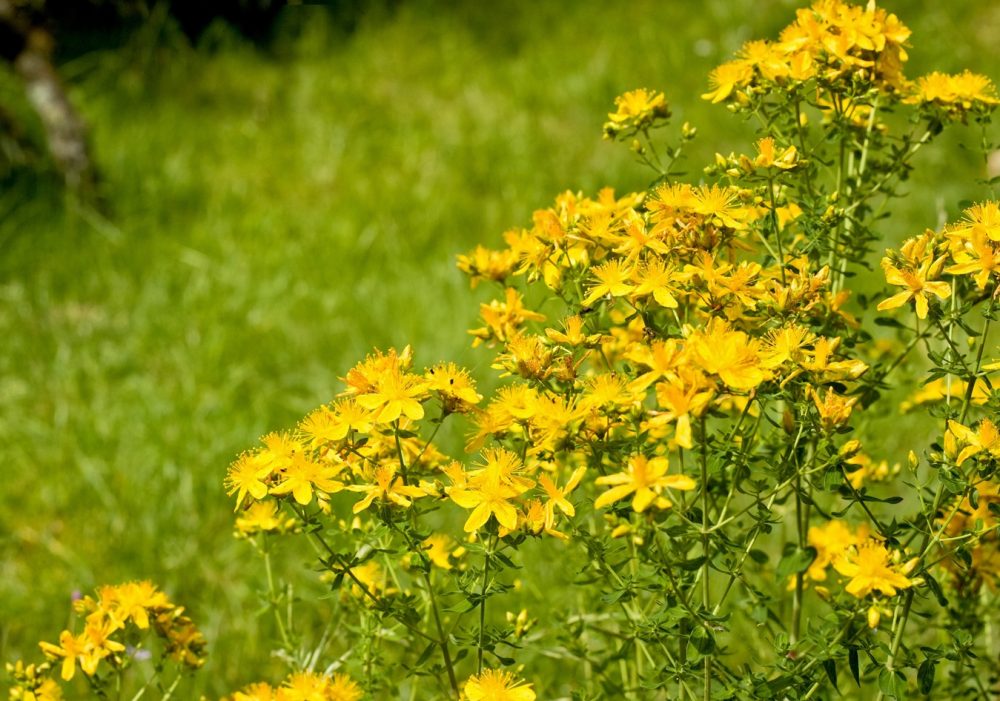 St John's wort (Hypericum perforatum)