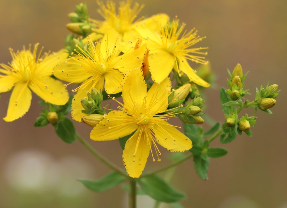 St John's wort (Hypericum perforatum)