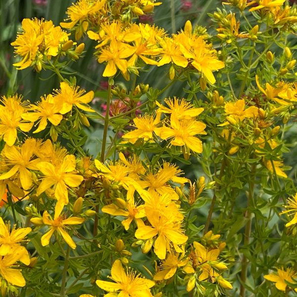 St John's wort (Hypericum perforatum)