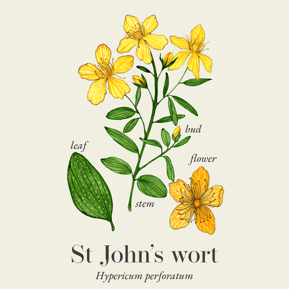 St John's wort (Hypericum perforatum)