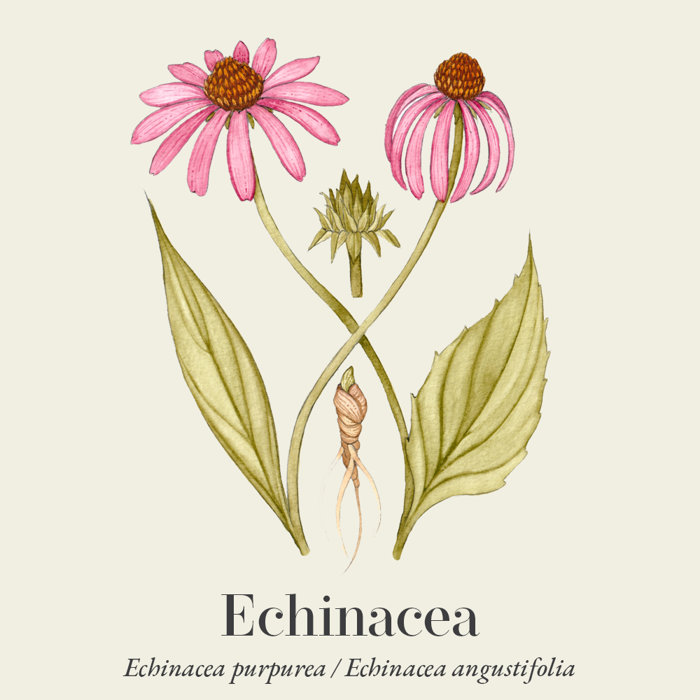 Echinacea (Echinacea purpurea, E. angustifolia)