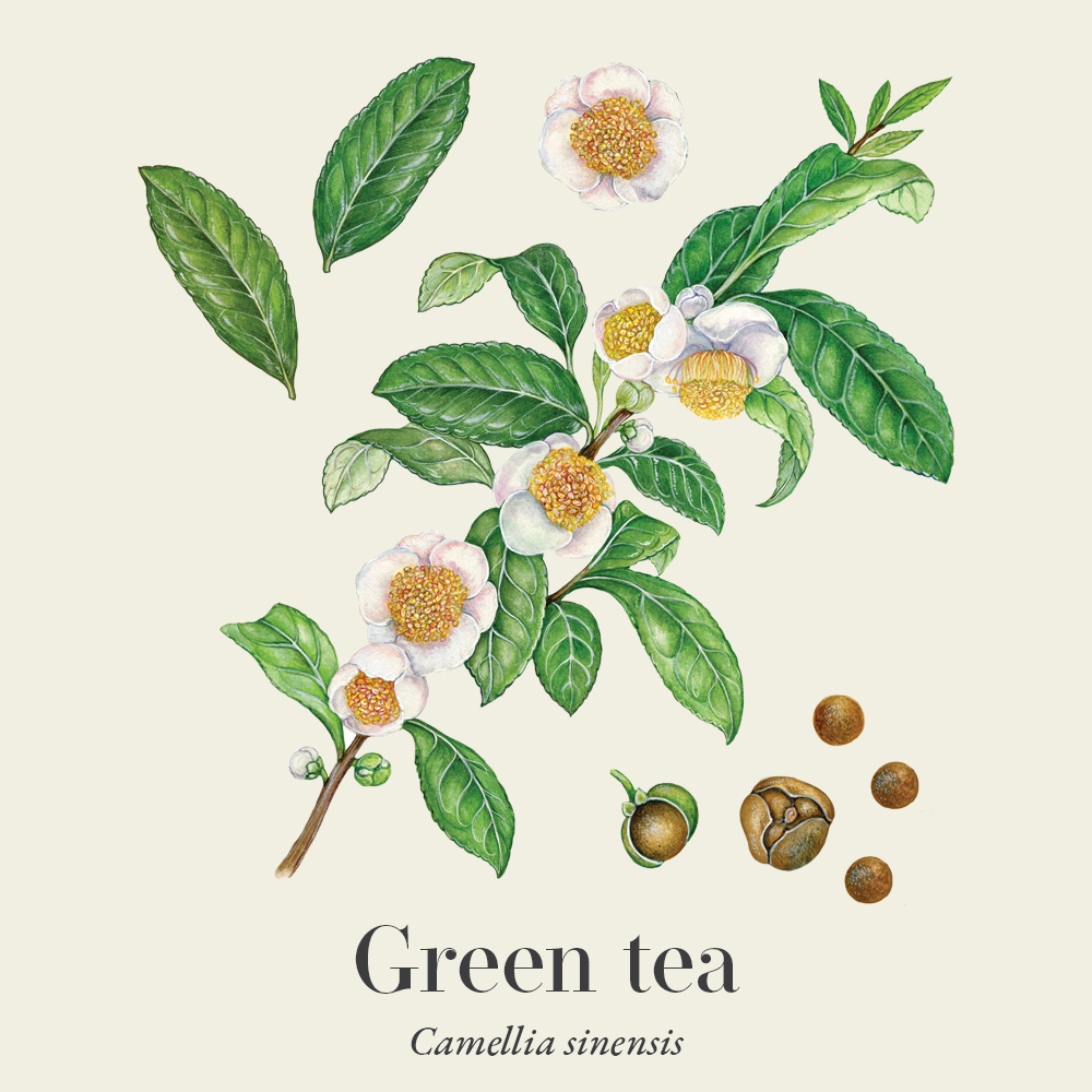 Green tea (Camellia sinensis)