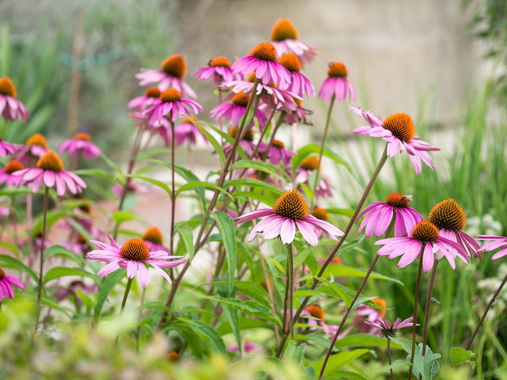 Echinacea (Echinacea purpurea)